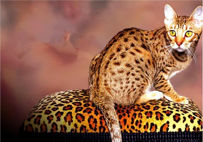 世界上地位最高的猫，被万民崇拜，却逃不过成为木乃伊的命运