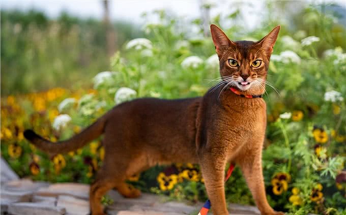 世界上地位最高的猫，被万民崇拜，却逃不过成为木乃伊的命运