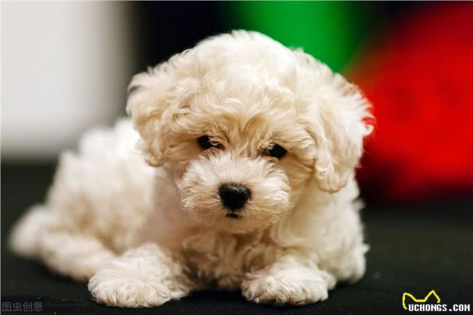 棉花糖比熊犬，饲养它的8大理由