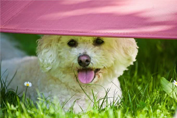 棉花糖比熊犬，饲养它的8大理由