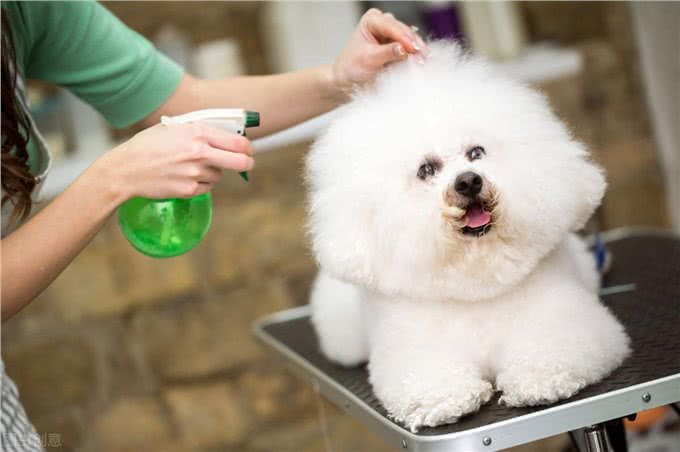 棉花糖比熊犬，饲养它的8大理由