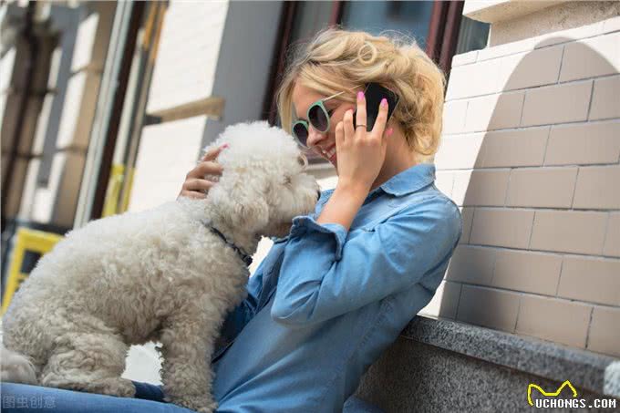 棉花糖比熊犬，饲养它的8大理由