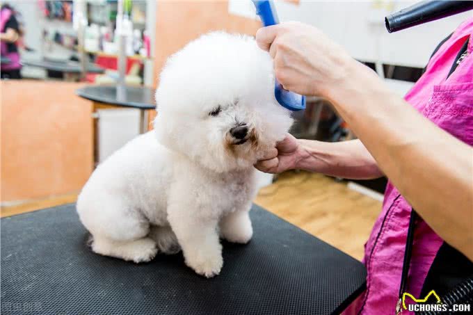 棉花糖比熊犬，饲养它的8大理由