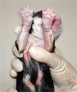 教你如何在家帮狗狗分娩