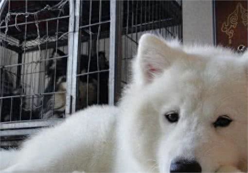 狗狗太善良,会有这6个表现,宠主:懂事得让人心疼