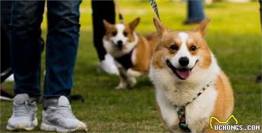 狗狗太善良,会有这6个表现,宠主:懂事得让人心疼