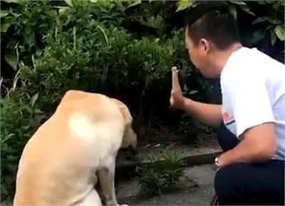 狗狗太善良,会有这6个表现,宠主:懂事得让人心疼