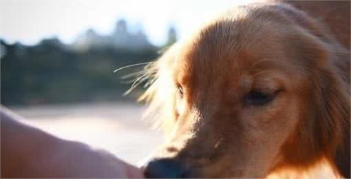 狗狗太善良,会有这6个表现,宠主:懂事得让人心疼