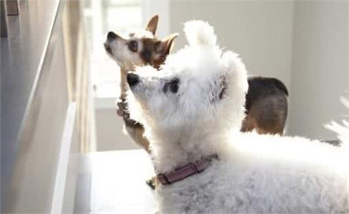 狗狗太善良,会有这6个表现,宠主:懂事得让人心疼