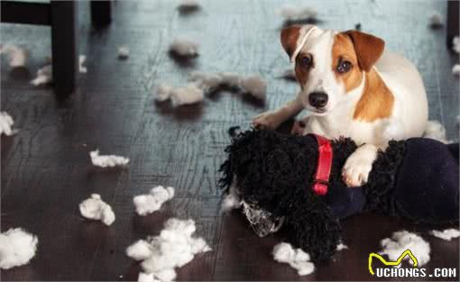 狗狗太善良,会有这6个表现,宠主:懂事得让人心疼