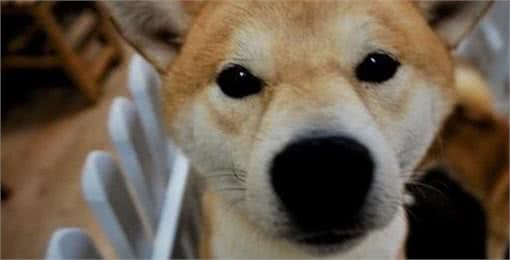 狗狗太善良,会有这6个表现,宠主:懂事得让人心疼