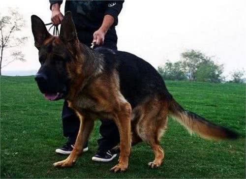 狗狗常见的几种拉大便姿势，你家是哪一种?