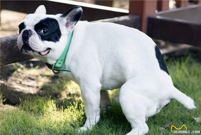 狗狗常见的几种拉大便姿势，你家是哪一种?