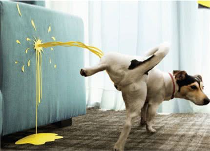 狗狗常见的几种拉大便姿势，你家是哪一种?