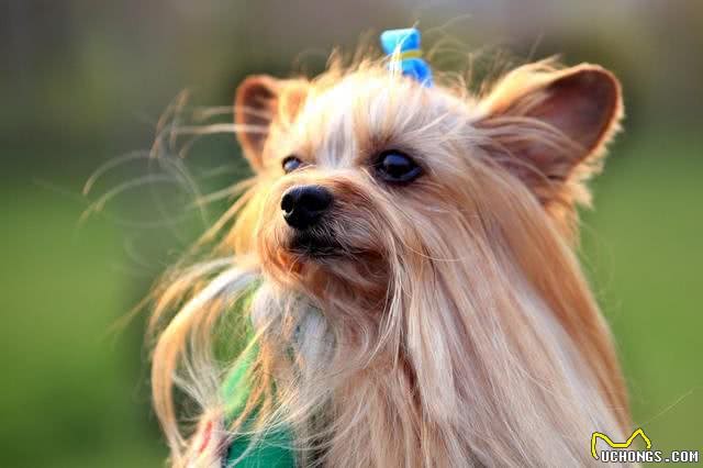 狗狗常见的几种拉大便姿势，你家是哪一种?