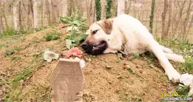 五一节给宠物更好的爱，就是把它当家人对待!
