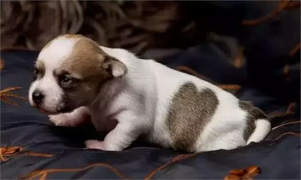 五一节给宠物更好的爱，就是把它当家人对待!