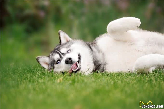 狗狗天然性格大揭秘:3种受欢迎犬种的傻气魅力!