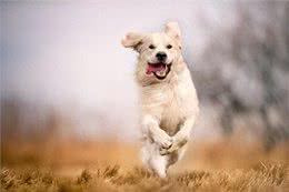 狗狗天然性格大揭秘:3种受欢迎犬种的傻气魅力!