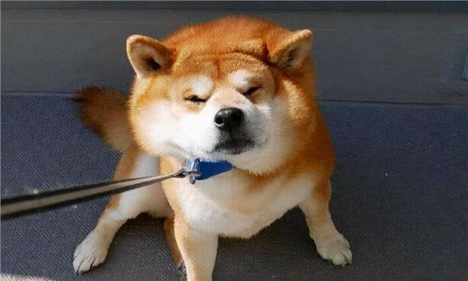 狗狗没有食欲，不爱吃东西，我告诉你怎么做