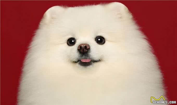 狗狗没有食欲，不爱吃东西，我告诉你怎么做