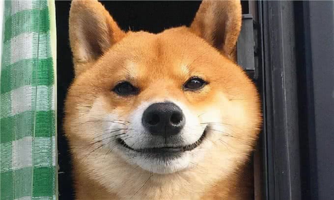 狗狗没有食欲，不爱吃东西，我告诉你怎么做