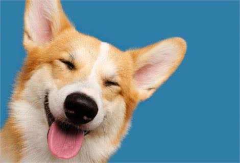 狗狗没有食欲，不爱吃东西，我告诉你怎么做