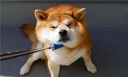 狗狗没有食欲，不爱吃东西，我告诉你怎么做