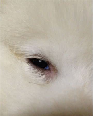 家中的狗狗有眼屎怎么办?那就这样护理!