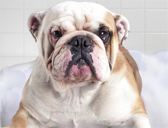 家中的狗狗有眼屎怎么办?那就这样护理!