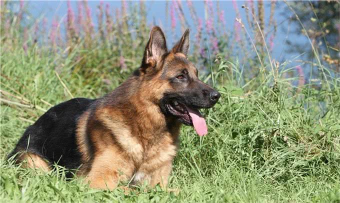 萌宠攻略:新手饲养德牧(黑背)的10个基础攻略,你知道吗?