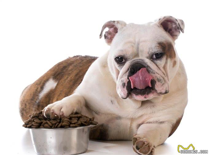 萌宠攻略:新手饲养德牧(黑背)的10个基础攻略,你知道吗?