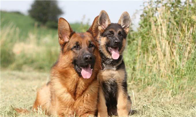 萌宠攻略:新手饲养德牧(黑背)的10个基础攻略,你知道吗?