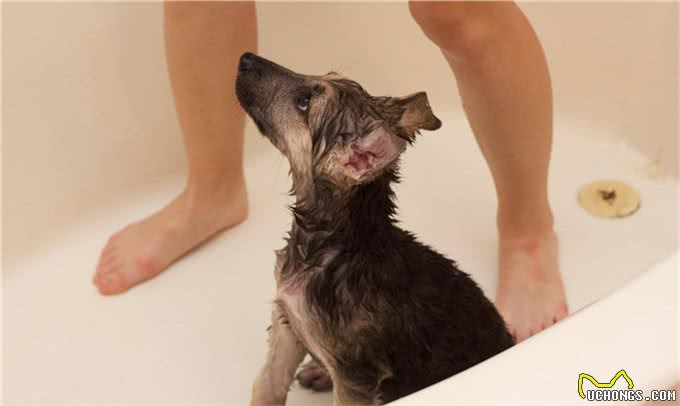 萌宠攻略:新手饲养德牧(黑背)的10个基础攻略,你知道吗?