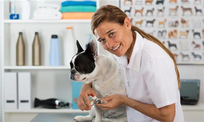 萌宠攻略:新手饲养德牧(黑背)的10个基础攻略,你知道吗?