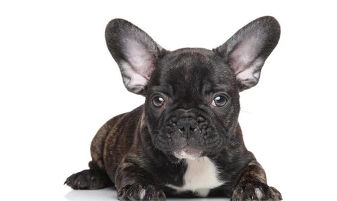 萌宠攻略:新手饲养德牧(黑背)的10个基础攻略,你知道吗?