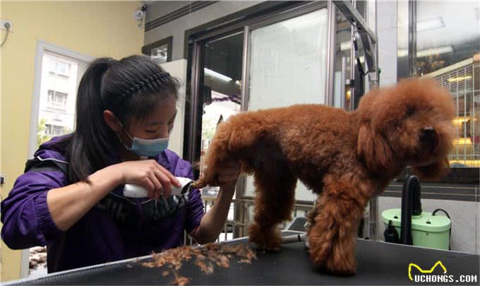 萌宠攻略:新手饲养德牧(黑背)的10个基础攻略,你知道吗?