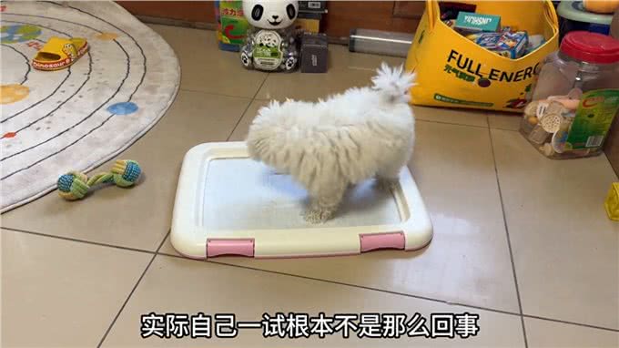 教会狗狗定点大小便，原来这么简单!