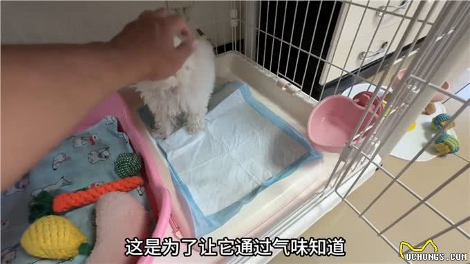 教会狗狗定点大小便，原来这么简单!