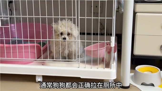 教会狗狗定点大小便，原来这么简单!