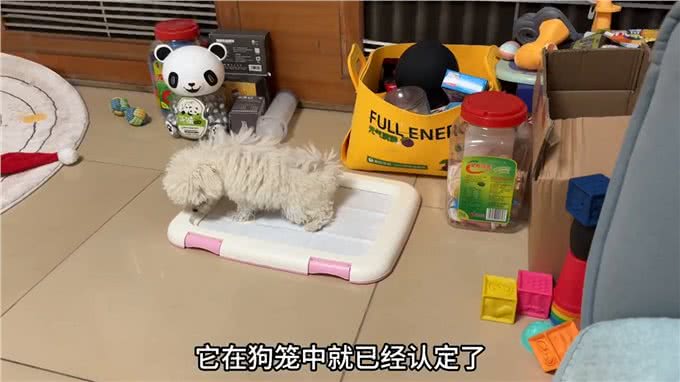 教会狗狗定点大小便，原来这么简单!