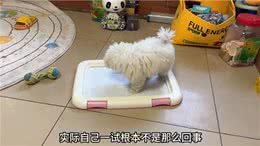 教会狗狗定点大小便，原来这么简单!