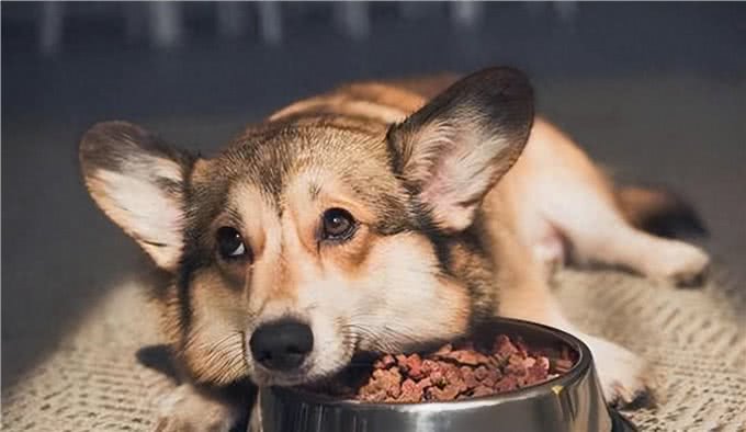 囤粮不纠结!九款热门狗粮推荐!