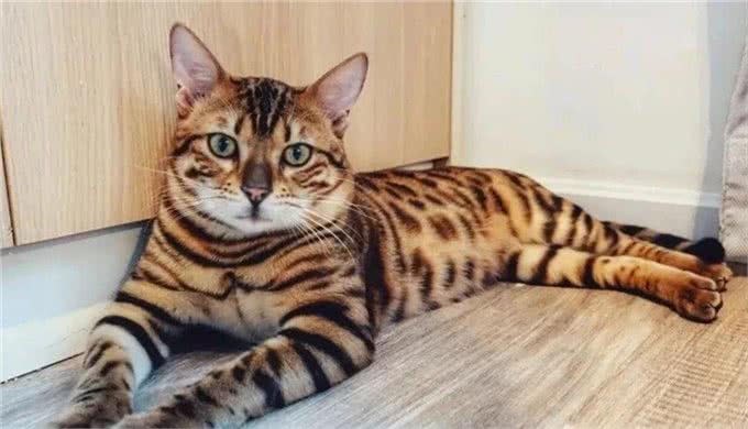 为什么有些人会对宠物过敏?