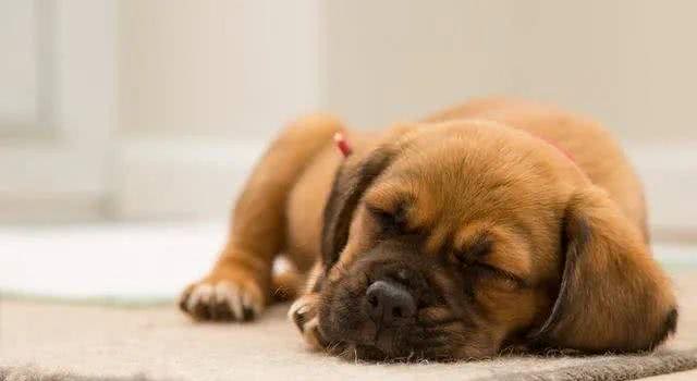 为什么有些人会对宠物过敏?