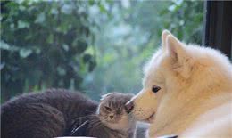 为什么有些人会对宠物过敏?