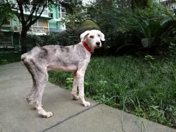 流浪的古牧犬被救，依旧无法存活，六天里到底发生了什么?