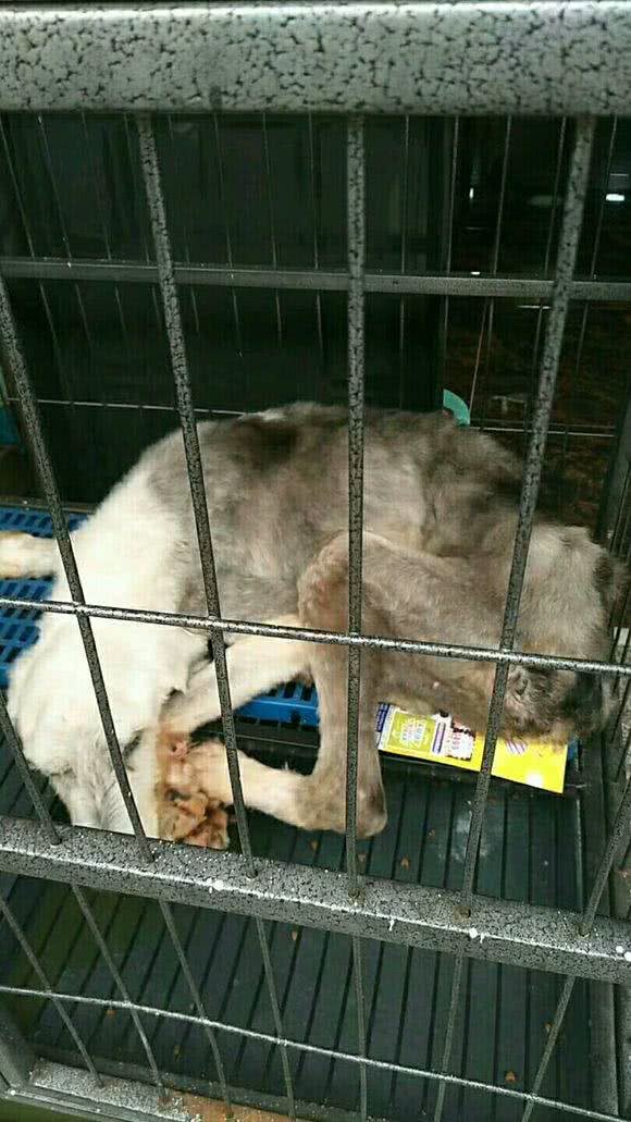 流浪的古牧犬被救，依旧无法存活，六天里到底发生了什么?