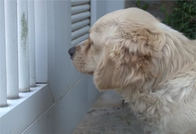 狗宝宝意外去世，狗妈妈的行为让人感动，狗狗：妈妈好想你们