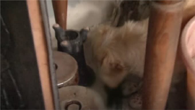 狗宝宝意外去世，狗妈妈的行为让人感动，狗狗：妈妈好想你们